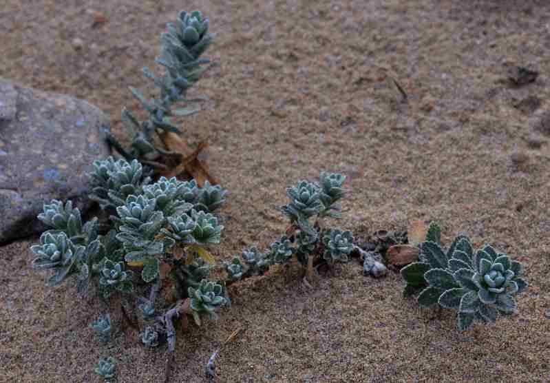 Piantina su sabbia - Otanthus maritimus